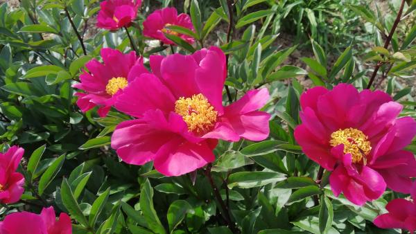Pfingstrose Svarte Petter (Schwarzer Peter) Paeonia lactiflora